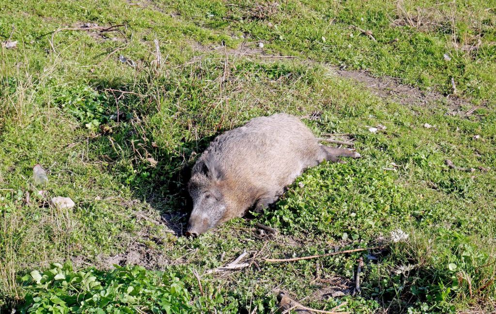 Peste suina africana, confermato un caso in provincia di Piacenza