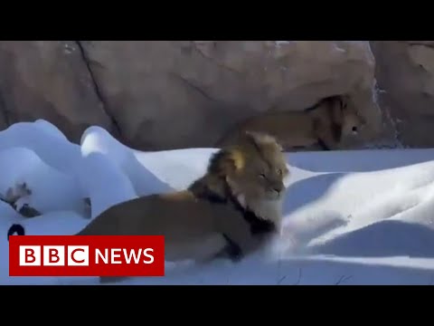 Lions at Denver Zoo frolic in the snow after historic blizzard – BBC News