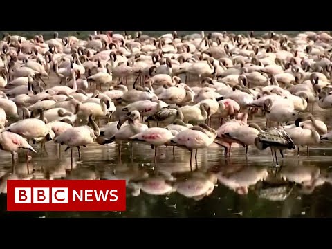 Flamingos turn Indian lakes into ‘sea of pink’ – BBC News