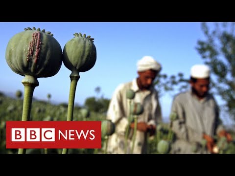 Afghanistan’s booming drugs trade under Taliban rule – BBC News