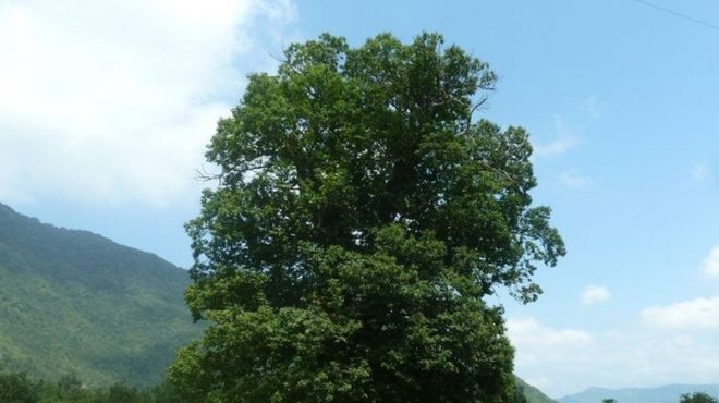 Alberi monumentali in Emilia Romagna, nuove risorse per la conservazione