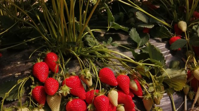 Arriva Elodì, la nuova fragola premium dell’Emilia-Romagna