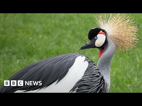 Uganda’s national symbol under threat of extinction – BBC News