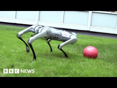 How mini Cheetah robot learns to play football – BBC News