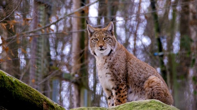 Al via un progetto per salvare la lince