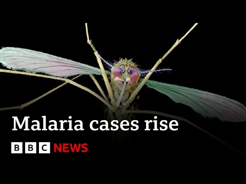 Malaria spike in Pakistan and Mozambique due to climate change, report says – BBC News