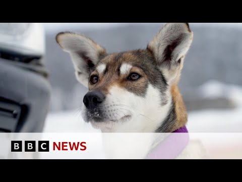 Canada’s 450-mile dog race through its frozen north – BBC News