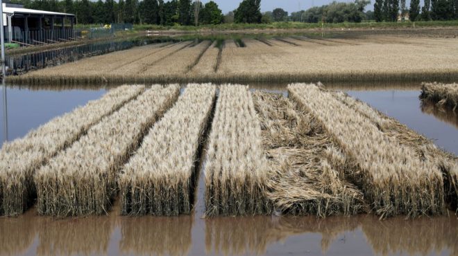 Maltempo, Mammi “Servono interventi urgenti per l’agricoltura”