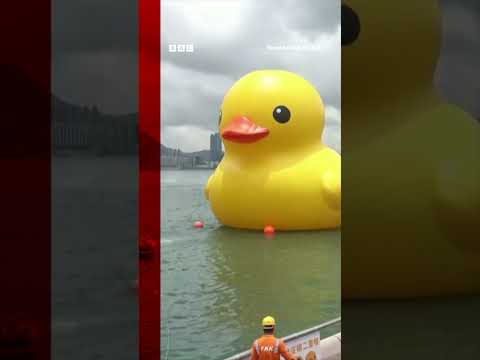 Giant ducks appear in Hong Kong. #Shorts #Ducks #HongKong #BBCNews