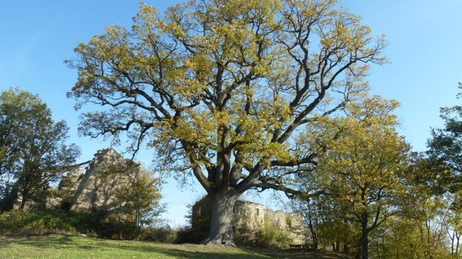 In Emilia-Romagna progetto di legge per tutelare gli alberi monumentali