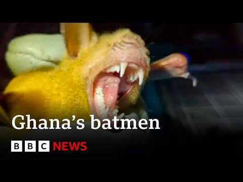 How are Ghana’s batmen hunting for pandemic clues? – BBC News