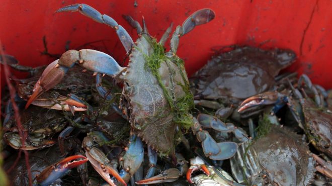 Parte per gli Stati Uniti il granchio blu pescato in Emilia-Romagna