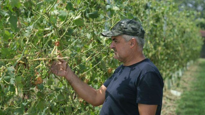 Sostegno di 13 milioni ai produzioni vini Doc e Igp dell’Emilia Romagna