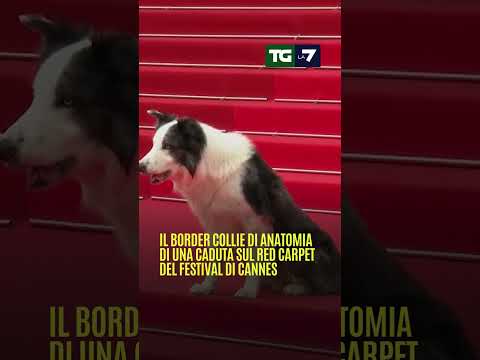 Il border collie di Anatomia di una caduta sul red carpet di #Cannes