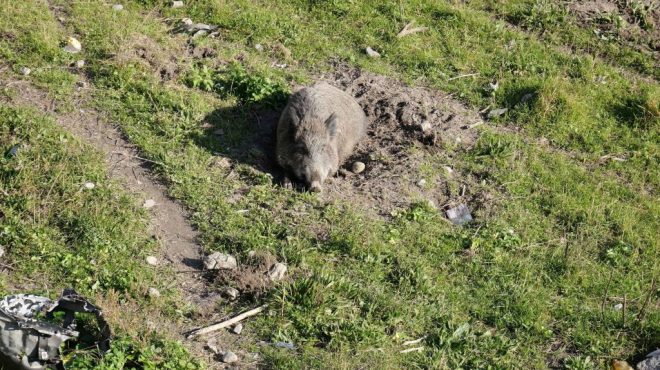 La Regione conferma l’impegno per il contrasto alla peste suina