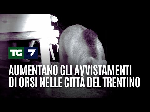 Aumentano gli avvistamenti di orsi nelle città del Trentino